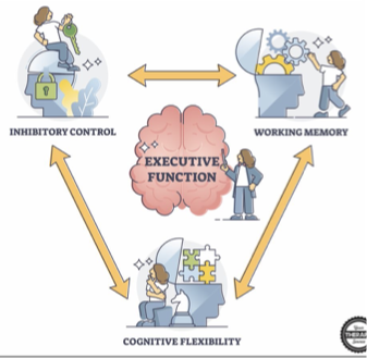 <p><span>•Working Memory</span></p><p><span>•Inhibitory Control</span></p><p><span>•Cognitive Flexibility</span></p><p><span>•Planning and Organization</span></p><p><span>•Self Regulation</span></p>