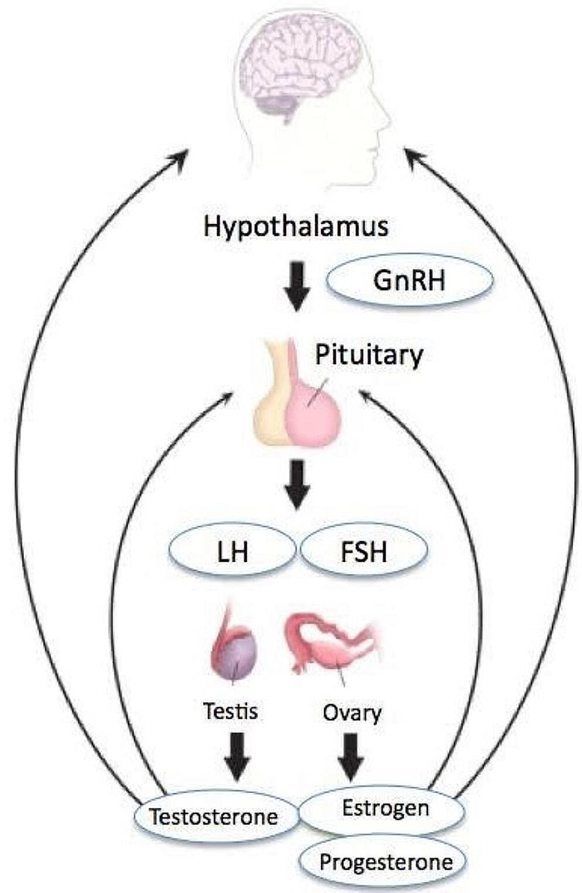<p><span>hypothalamic–pituitary–ovarian (HPO) axis</span></p>