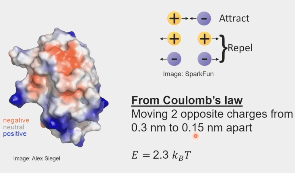 <ul><li><p><span><span>the various energies that travel as wavelengths through space at the speed of light</span></span></p></li><li><p><span><span>photons absorbed and emitted (electric + magnetic fields)</span></span></p></li><li><p><span><span>electrostatic potentials</span></span></p><ul><li><p>surfaces of protons contain many <strong>charged</strong> residues</p></li><li><p>Coulomb’s Law: <span><span>electrical force between two charged objects is </span><strong><span>directly proportional</span></strong><span> to the product of the quantity of charge on the objects</span></span></p></li><li><p><span><span>moving 2 opposite charges from 0.3 nm to 0.15 nm apart</span></span></p></li><li><p>E = 2.3 k<sub>B</sub>T (pretty small) → need a <strong>large surface area</strong> for 2 proteins to stick together</p></li></ul></li><li><p>a little stronger than thermal energy</p></li></ul><p></p>