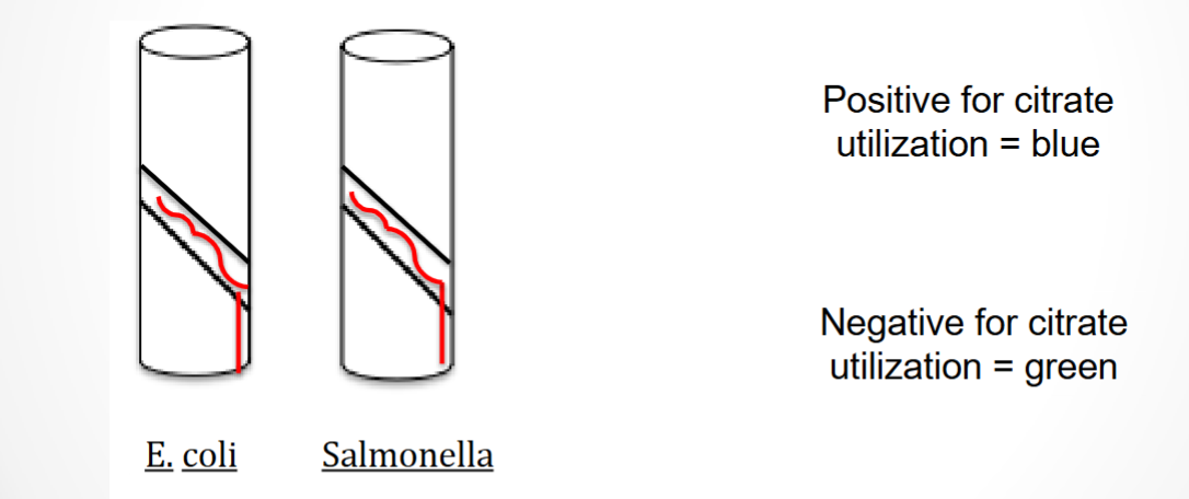<p>Selective and Differentiates for microbes that do-<u>Salmonella</u> / don’t-<u>E. coli</u> use citrate as a carbon (food) source</p><p><u>Differential component</u>: Citrate</p><p><u>pH indicator:</u> Bromothymol blue (green at acidic pH & blue at basic pH)</p>