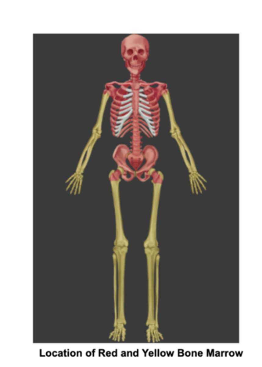 <p>in the medullary cavity of long bones.</p><p>the limbs</p>