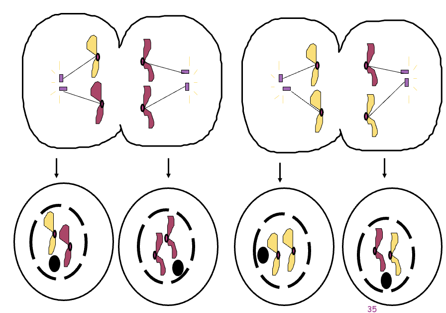 <p>Same as Telophase in mitosis.</p><p>Nuclei and Nucleoli reform, spindle disappears</p><p>CYTOKINESIS occurs.</p><p>Remember: FOUR HAPLOID → DAUGHTER cells are produced.</p><p>Called GAMETES (eggs and sperm)</p><p>1n Sperm cell fertilizes 1n egg to form 2n zygote</p><p></p>