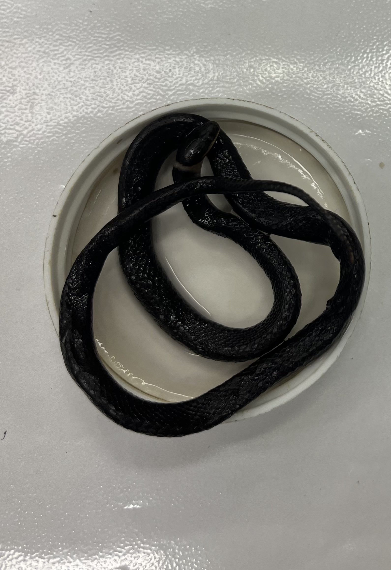 <ul><li><p>small</p></li><li><p>fully black</p></li><li><p>no patterns</p></li><li><p>light stripe around neck</p></li></ul><p></p>