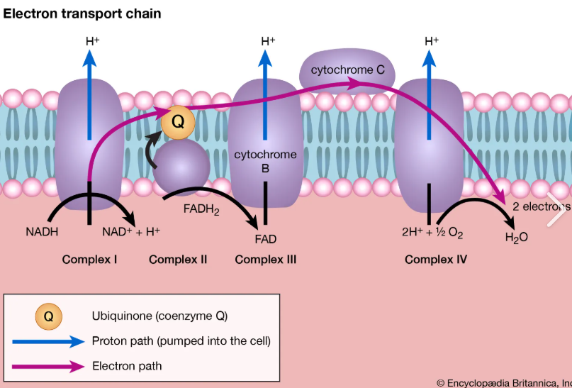 <p>electron transport chain</p>