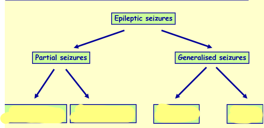 <p>Name & differentiate these 4 types of epilepsy</p>