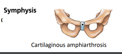 <p>Symphysis?</p>