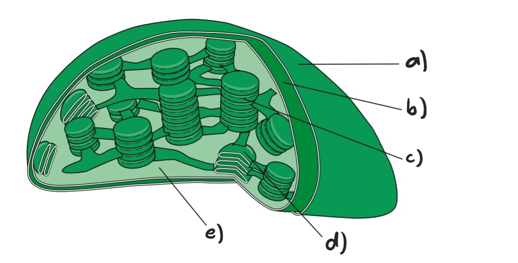 Label the following diagram of a chloroplast