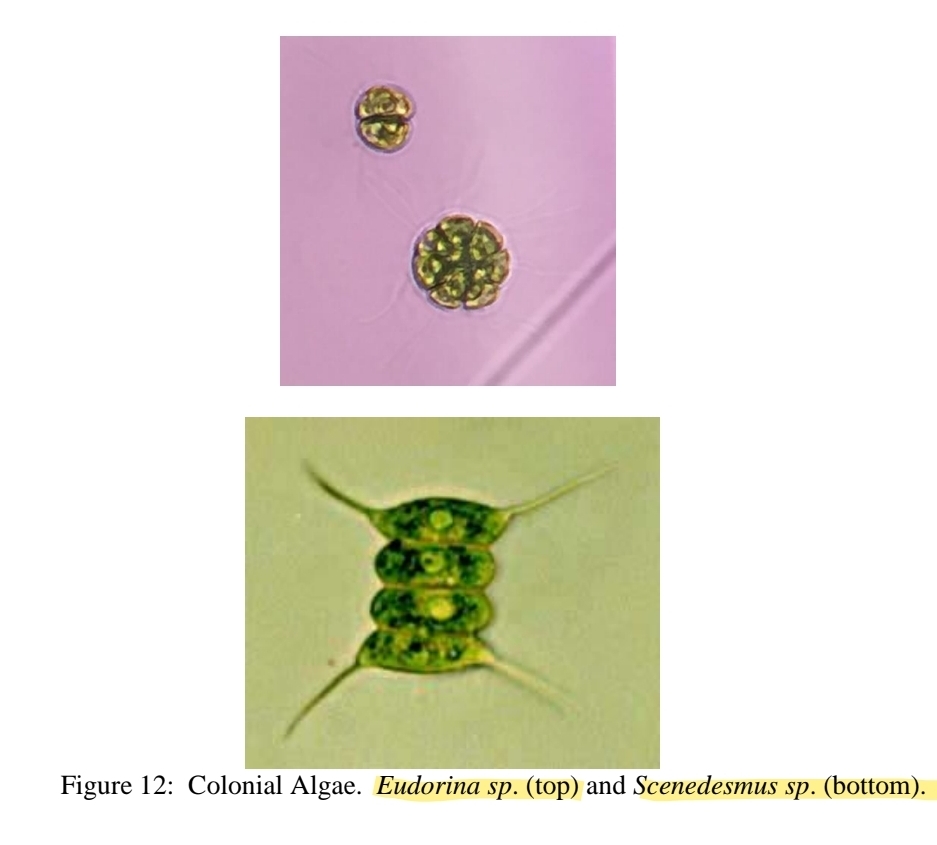 <p>Colonial Chlorophytes</p>