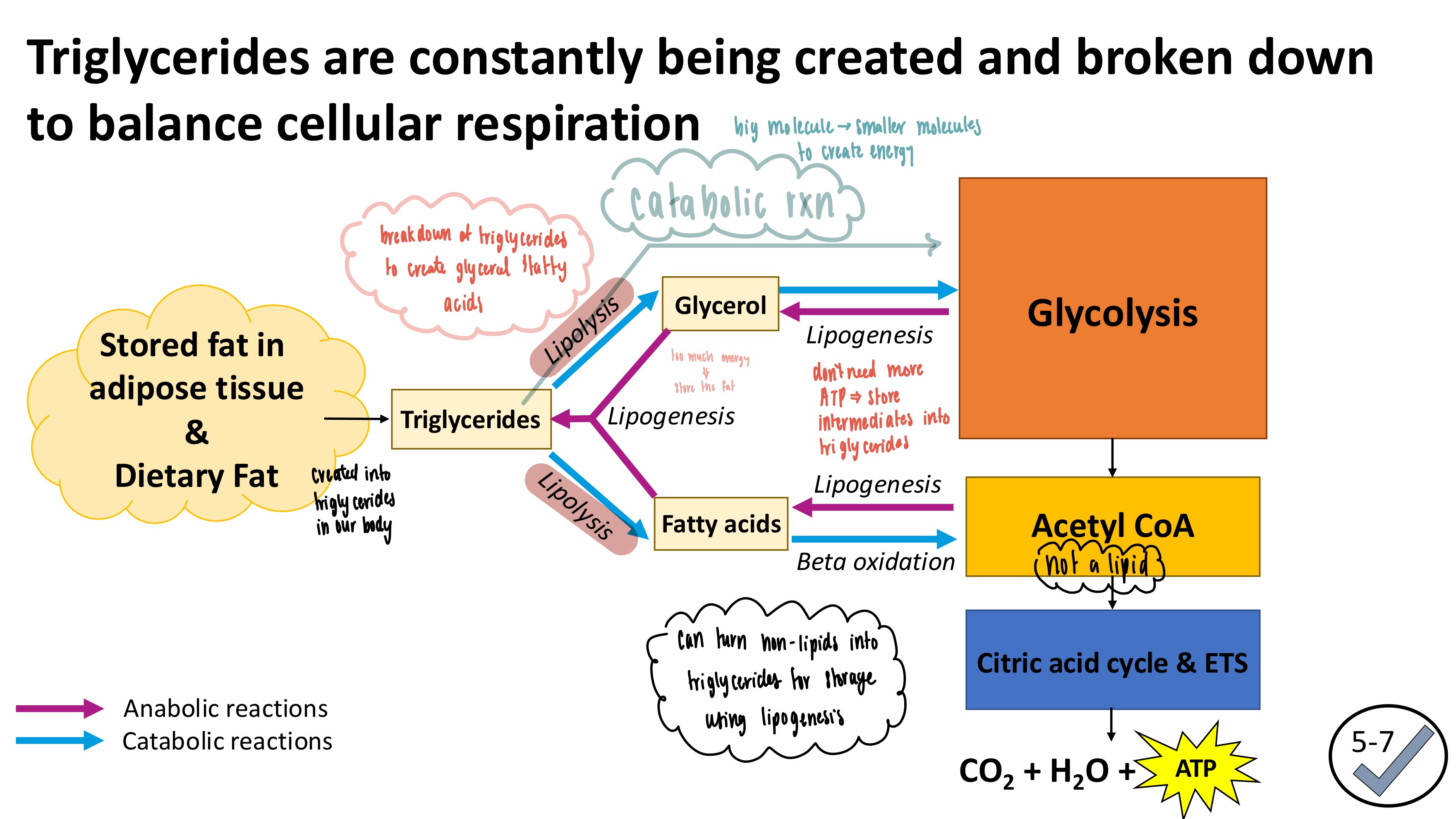 <ul><li><p>Decomposition of triglycerides into glycerol and fatty acids</p></li><li><p>Catabolic reaction</p></li></ul><p></p>