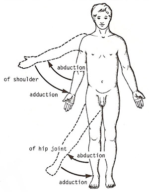 <p>abduction</p>