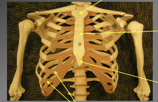 <p>What bone is being highlighted and what are teh different parts</p>