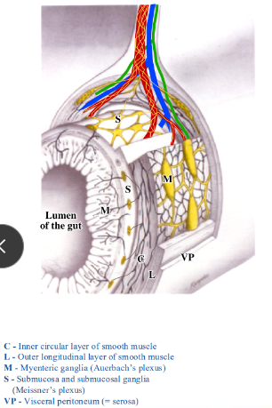 <p>-gut made up of several layers: mucosa, submucosa, inner circular and outer longitudinal layer of smooth muscle, and visceral peritoneum</p><p>-postsynaptic sympathetic, presynaptic parasympathetic, and sensory axons piggyback on arteries to reach the esophagus</p><p>-ganglia within the submucosa and between layers of smooth muscle: submucosal and myenteric ganglia- contain postsynaptic parasympathetic neurons and neurons of the enteric nervous system</p><p>-enteric nervous system: part of the ANS, initiates and coordinates peristalsis</p>