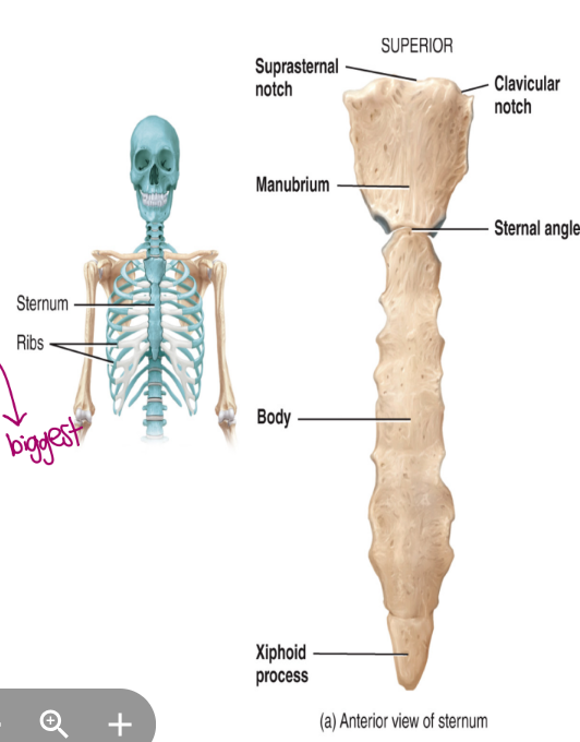 <ul><li><p>the sternum</p><ul><li><p>the breast bone</p><ul><li><p>the manubrium is superior </p></li><li><p>the body is portion (biggest)</p></li><li><p>the xiphoid is inferior</p></li></ul></li></ul></li></ul><p></p>