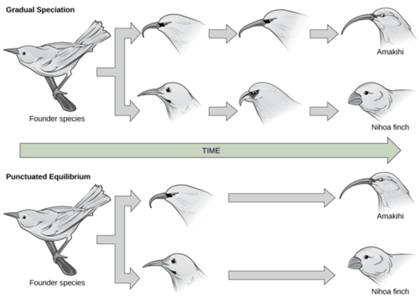 <p>punctuated equilibrium</p>