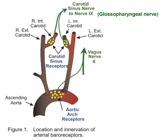 <ul><li><p>Found in the walls of the carotid sinus &amp; aortic arch </p></li><li><p>Detect changes in BP by sensing stretch in the arterial walls &amp; send signals to the medulla oblongata to regulate BP</p></li></ul><p></p>