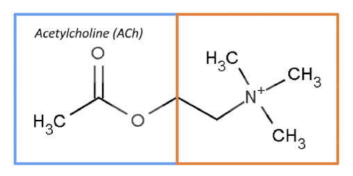 <p>organic chemical made up of acetyl CoA and choline</p>