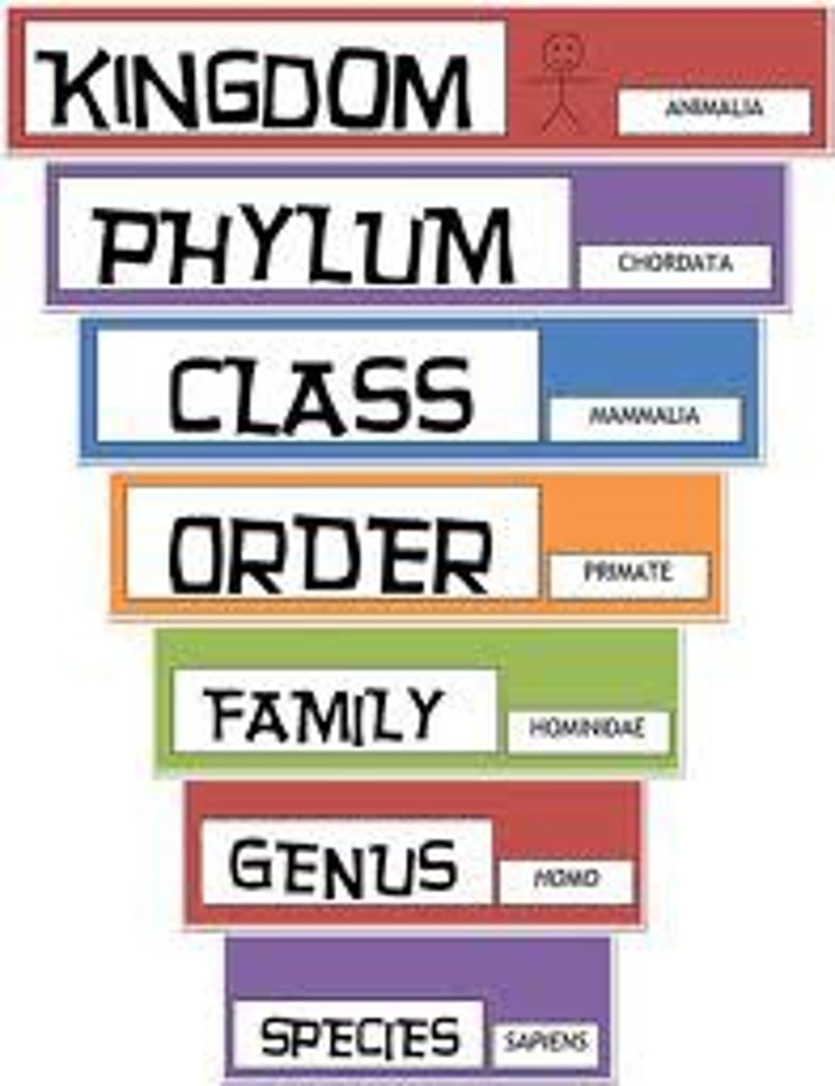 <p>group or level that an organism is classified (Domain, Kingdom, Phylum, Class, Order, Family, Genus, Species)</p>