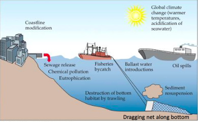 <p>What should I takeaway from this slide about marine environments facing multiple threats?</p>