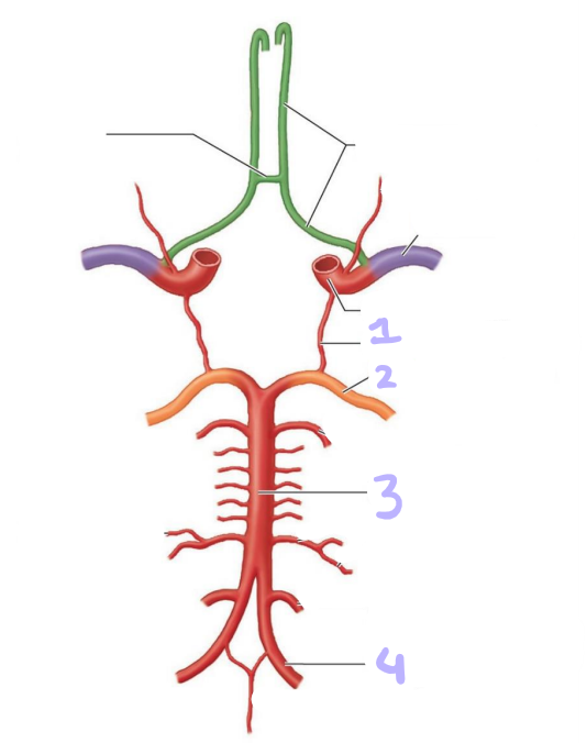 <p>identify these arteries</p>