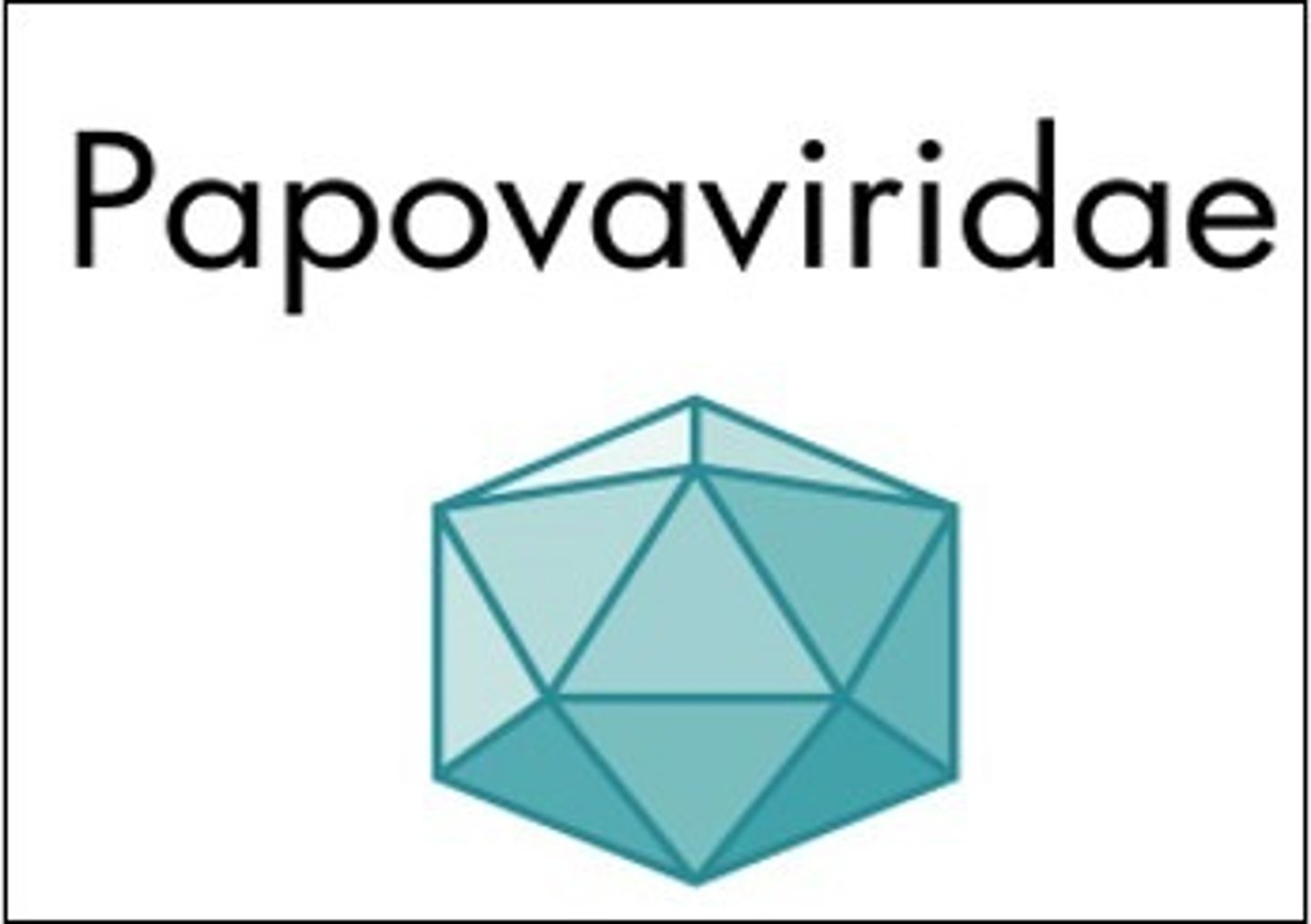 <p>Papova-viridae</p>