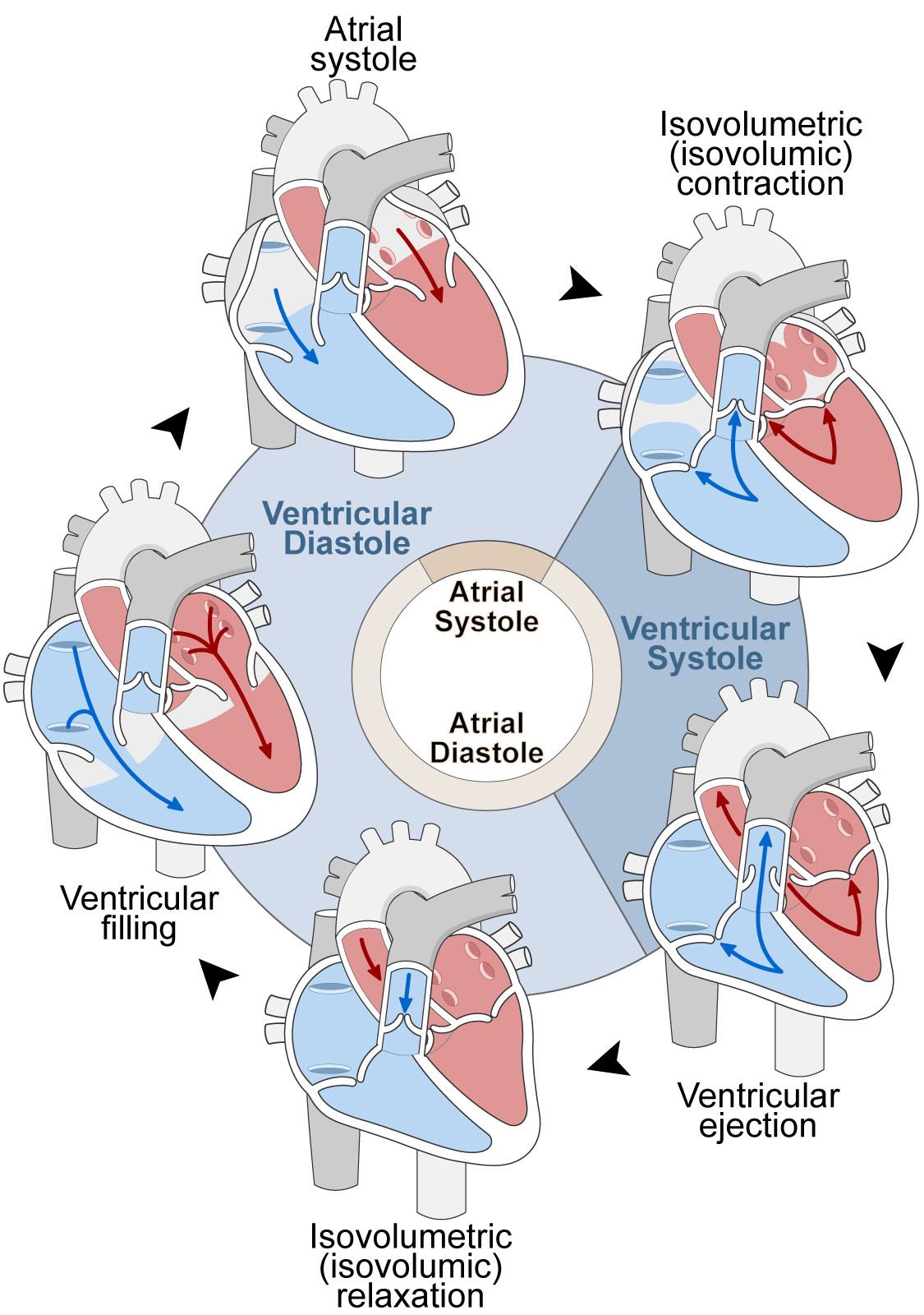 <p>2 atria contract simutanesouly and then 2 ventricles contract and then the heart relaxes&nbsp;</p><p>Systole is the contraction </p><p>Diastole is their relaxation</p><p>S1= AV close&nbsp;</p><p>S2= semilunar close</p><p></p><p></p>