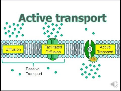<p>What is active transport?</p>