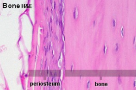 stem cells which produce osteoblasts, located in periosteum and endosteum; become dormant in adult bone that is not growing or remodeling but provide nutrients to osteocytes via gap junctions