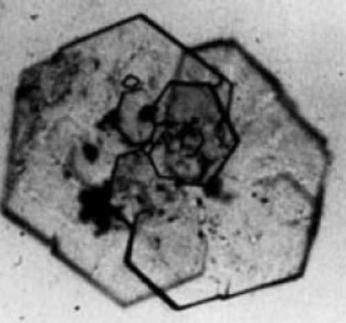 term image