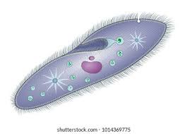 <p>Has cilia, gullet, oral groove, and vacuoles </p>