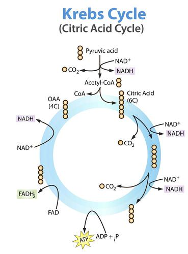 <p>The 2 Acetyl-CoA then go to the ____ ____?</p>