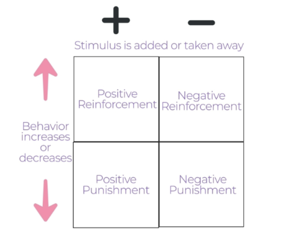 <p>process of learning as a result of the consequence of an action</p>