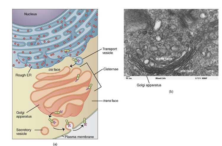 <p>Stack of Flattened discs</p><ul><li><p>Look like stack of pancakes</p></li></ul><p>Sorts, Modifies, and ships proteins made in Rough ER</p><p><strong>Cis-Face ————&gt; Trans-Face</strong></p><p></p>