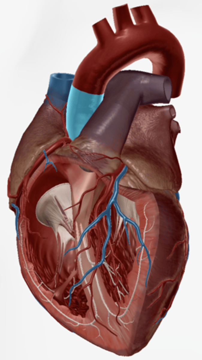 <p>Largest artery in the body</p>