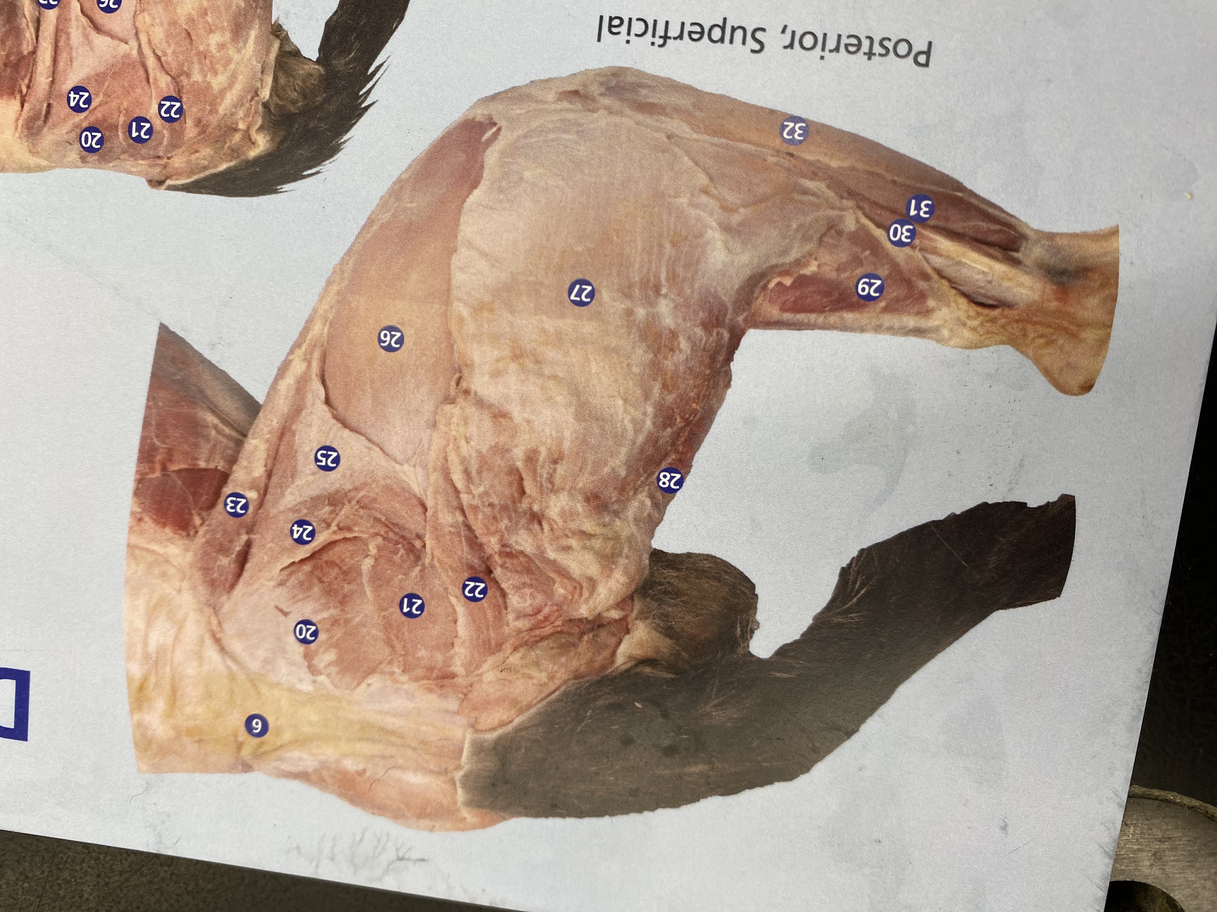 <p>What is number 28?</p>