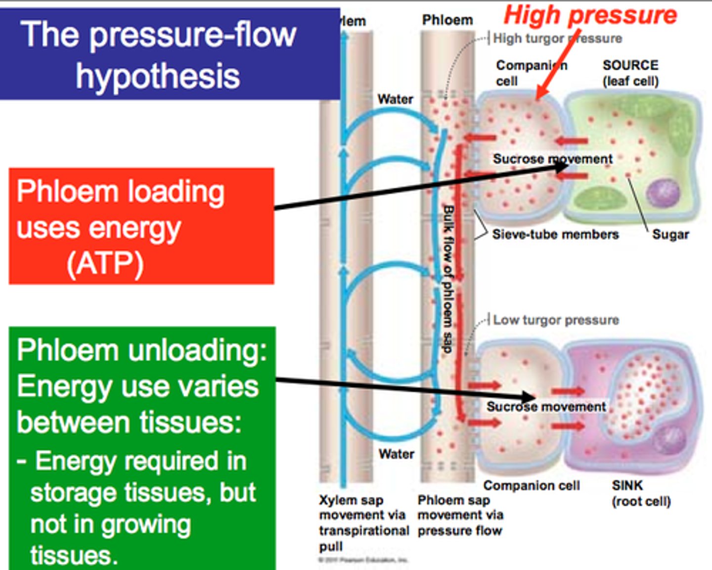 <p>Events at source tissues and sink tissues create a steep pressure potential gradient in phloem. The higher tugor presure caused by water in phloem sap at source moves by bulk flow to a sink; this is the pressure flow mechanism.</p>
