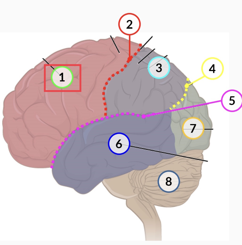region of the cerebral cortex directly beneath the frontal bone of the cranium