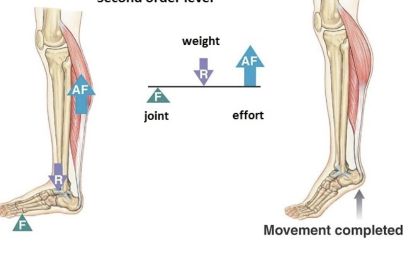 <p><strong>resistance</strong> between fulcrum and effort, load is between the fulcrum and effort</p><p>ex: flexion at the ankle (standing on tiptoes)</p><p>fulcrum: ball of the foot</p><p>effort: calf muscles (being used to push up)</p><p>load: body weight</p><p>function: allows powerful movement with less effort</p>