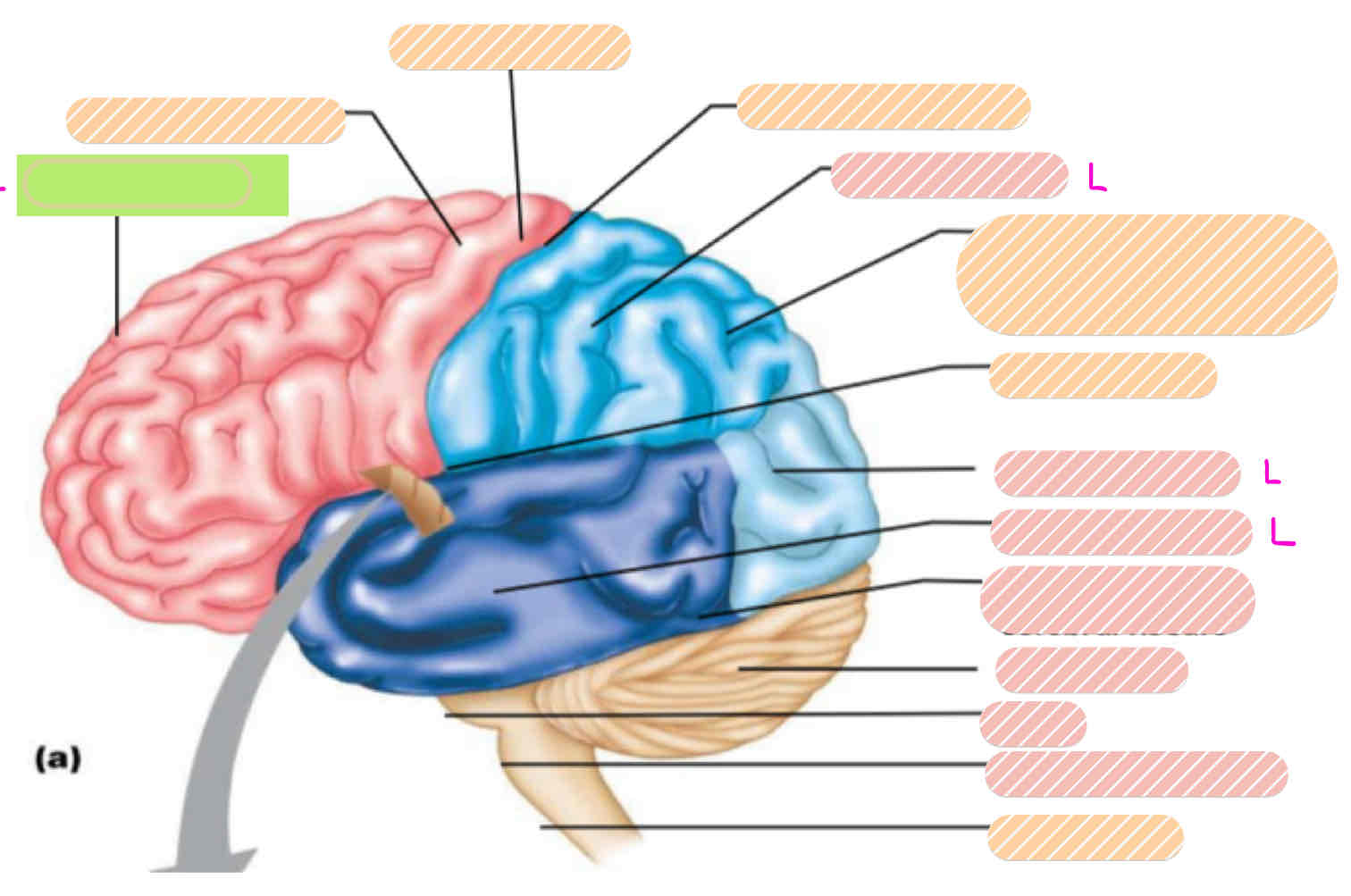 <p>Lobes of the Brain</p>