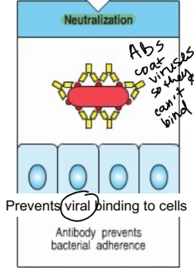 <p>process in which antibodies coat viruses and bacteria so they can’t bind to cells</p>