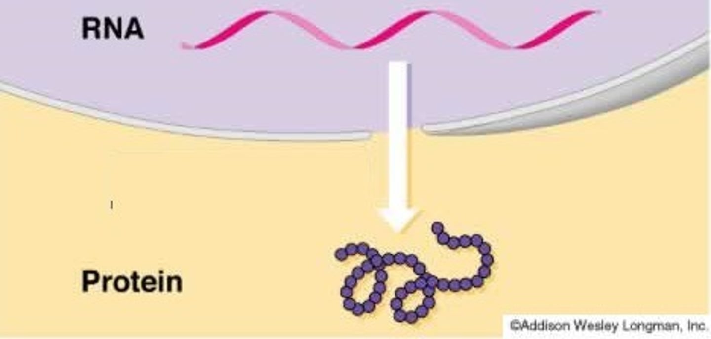 <p>Using mRNA to build proteins.</p>