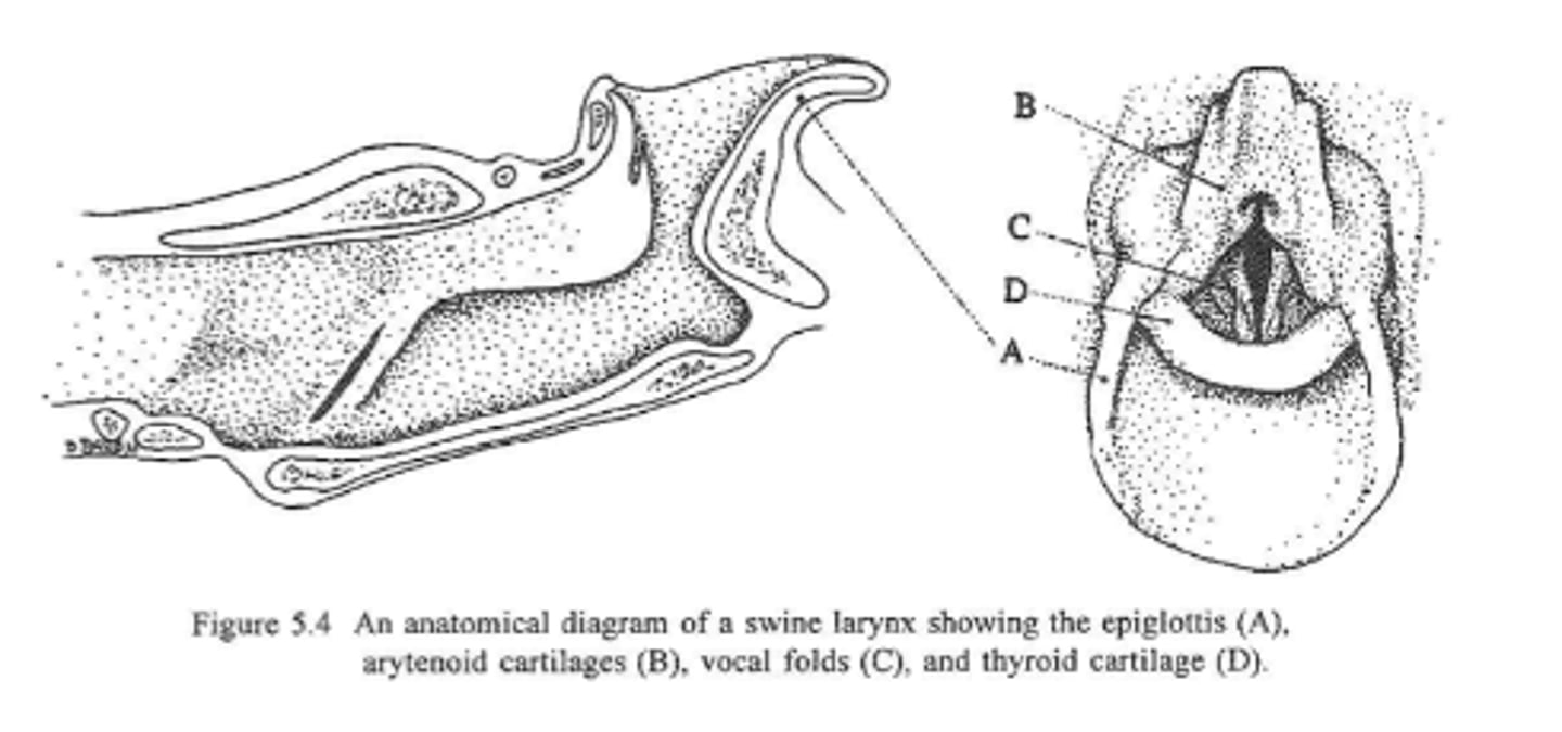 <p>- Tracheal diameter is smaller than laryngeal opening</p><p>- ET Tube gets caught on floor of the larynx due to angle of pharynx/nasopahrynx/larynx</p>