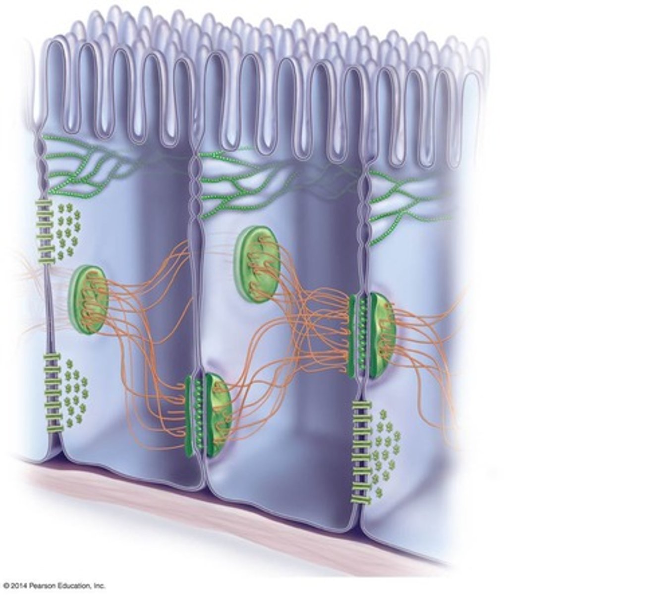 <p>Form watertight seals between epithelial cells.</p>