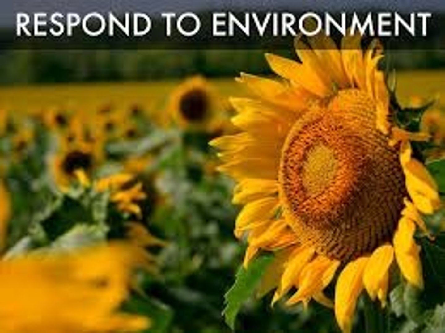 <p>Explains behaviour as learned through conditioning.</p>