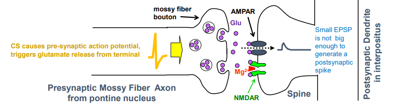 <p>pontine neurons fire &amp; release glutamate onto interpositus neurons</p><p>glutamate binds to AMPA &amp; NMDA receptors but only AMPA receptors pass current since NMDA is blocked by Mg2+</p><p>sodium through AMPA generates EPSP, but too small to trigger AP because there are few AMPA receptors in mossy fiber synapse</p>