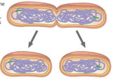 <p>Describe what step of binary fission is happening in the picture.</p>