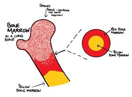 <ul><li><p>produces red blood cells, white blood cells, and platelets </p></li><li><p>made of spongy tissue</p></li><li><p>in young children all bone marrow is red, and then in adults its mainly inside flat bones</p></li></ul><p></p>