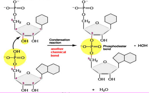 <p>the bond between 2 nucleotides in a nucleic acid</p><p>a phosphate group is bonded to the 3’ C of one nucleotide and to the 5’ C of the next two 2 ester linkages</p><p>C-3’ to C-5’ bond</p><p>results in a dinucleotide with 5’ to 3’ polarity</p><p>a phosphodiester has a central P instead of O, and has ORs on both sides</p>