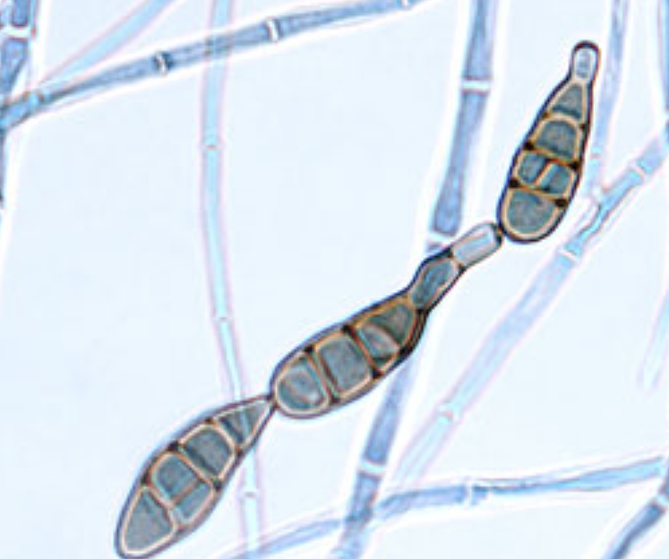<p>What organism is this?</p>