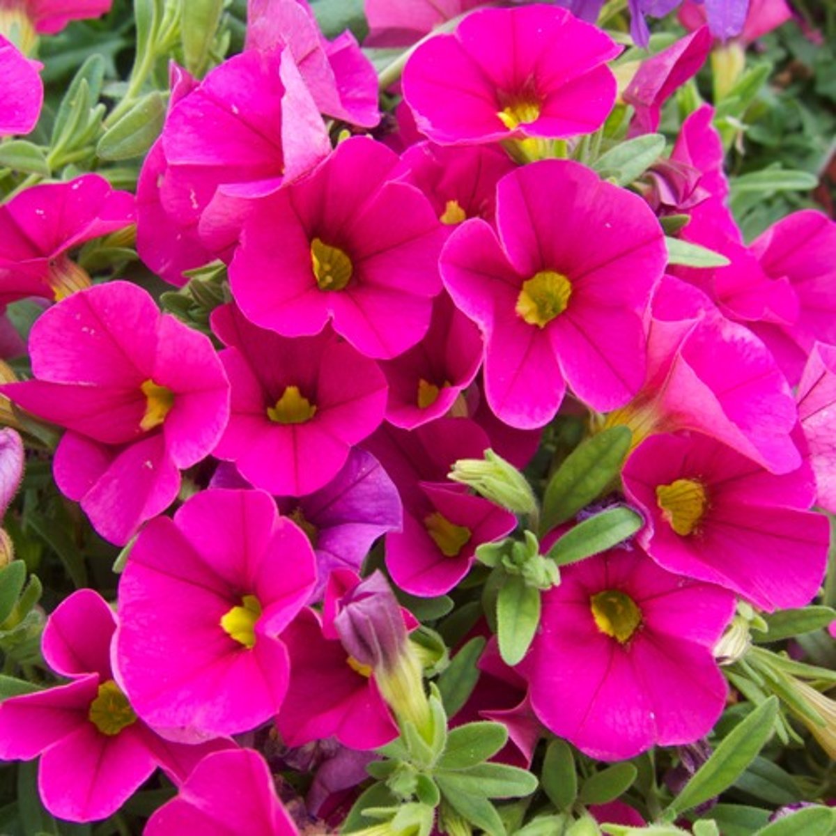 <p>Calibrachoa hybrid cv.</p>