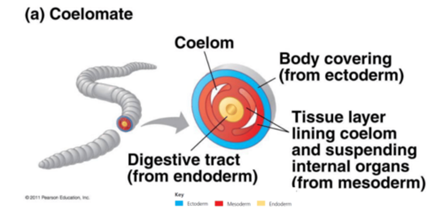 <p>most body cavities, completely surrounded by the mesoderm, forms from tissue derived from mesoderm</p>
